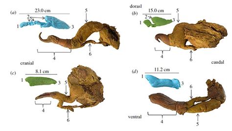 Vagina der Säugetiere – Wikipedia